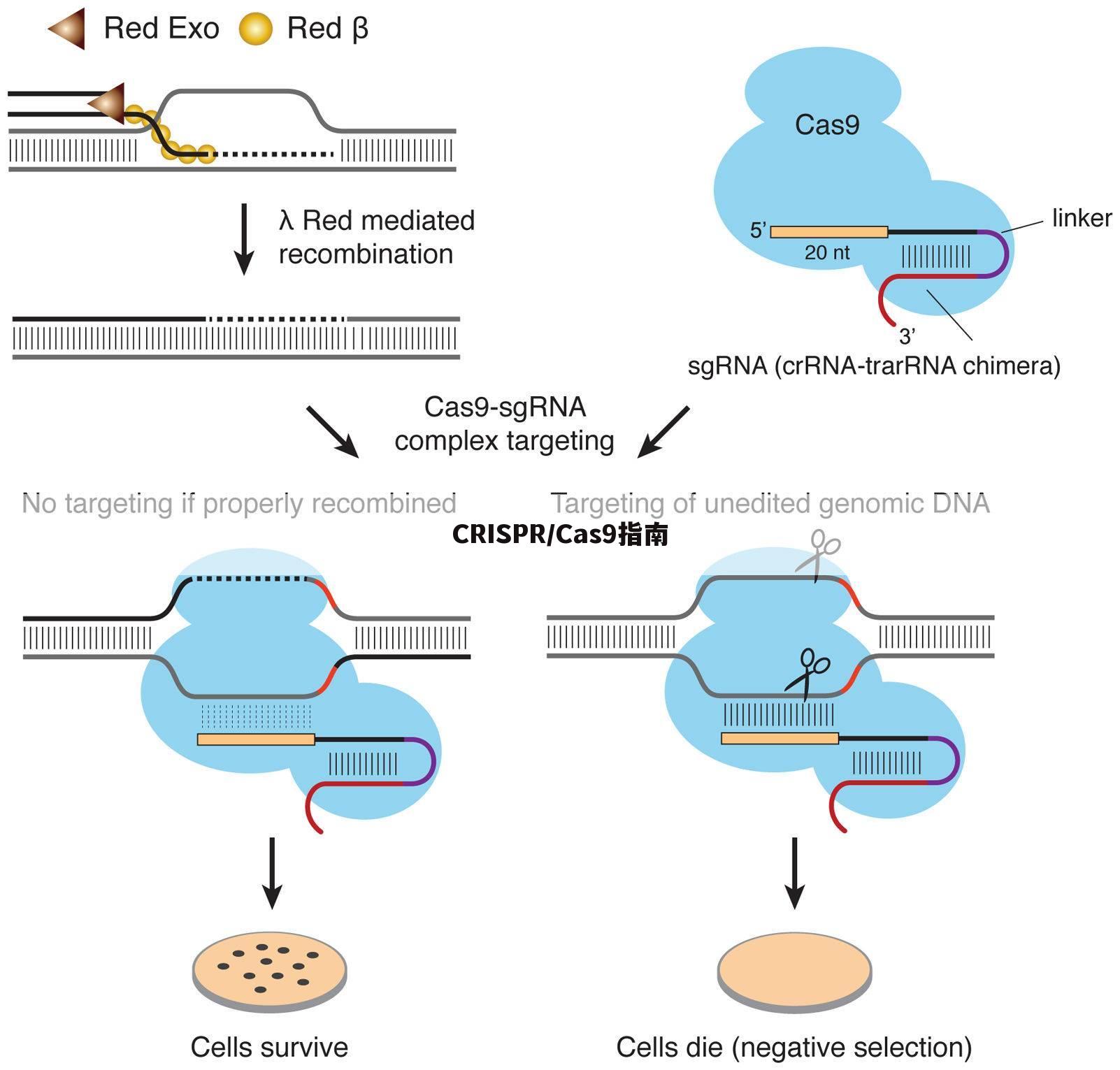CRISPR/Cas9指南