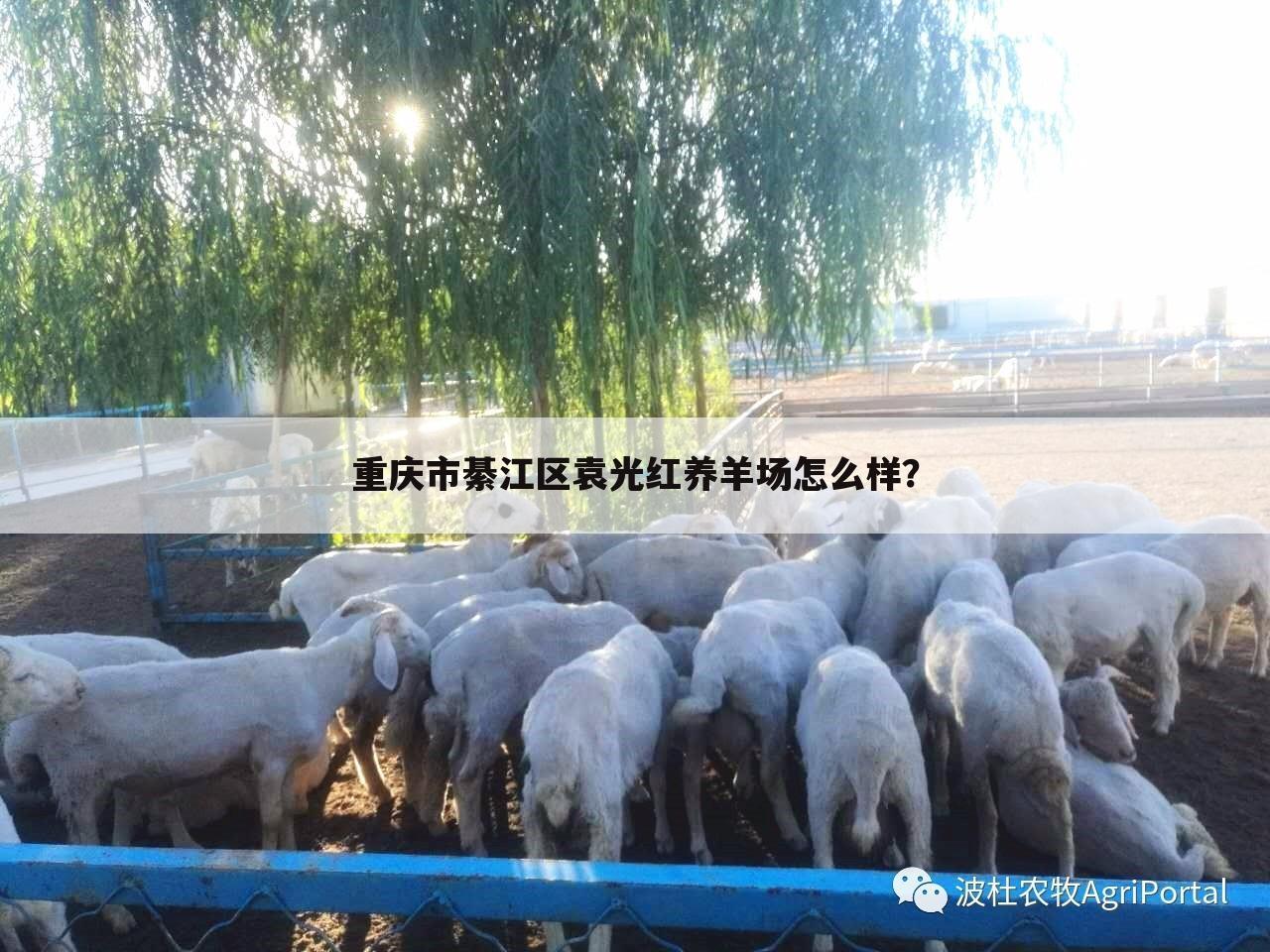 重庆市綦江区袁光红养羊场怎么样？