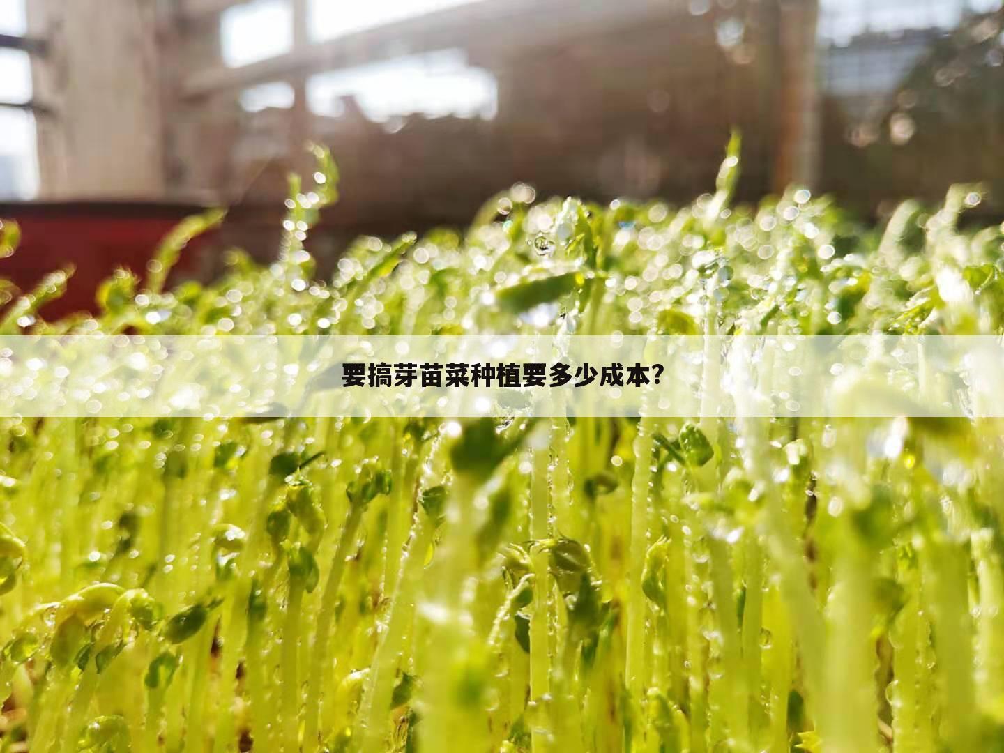 要搞芽苗菜种植要多少成本?