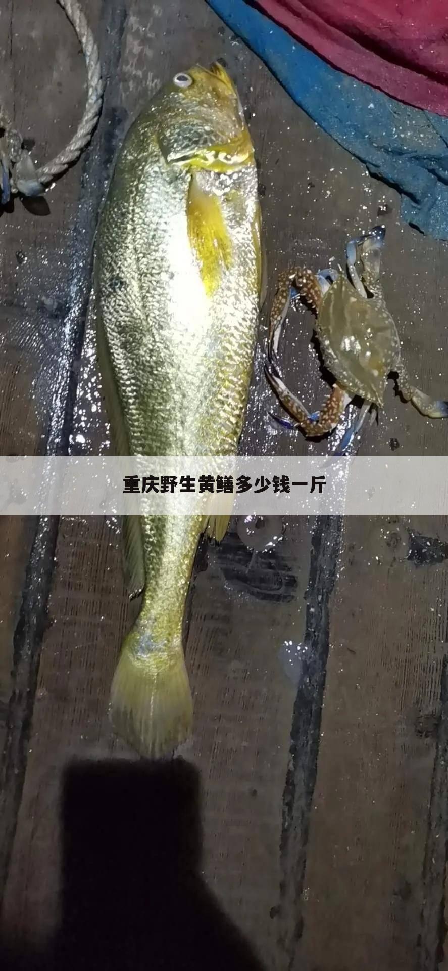 重庆野生黄鳝多少钱一斤