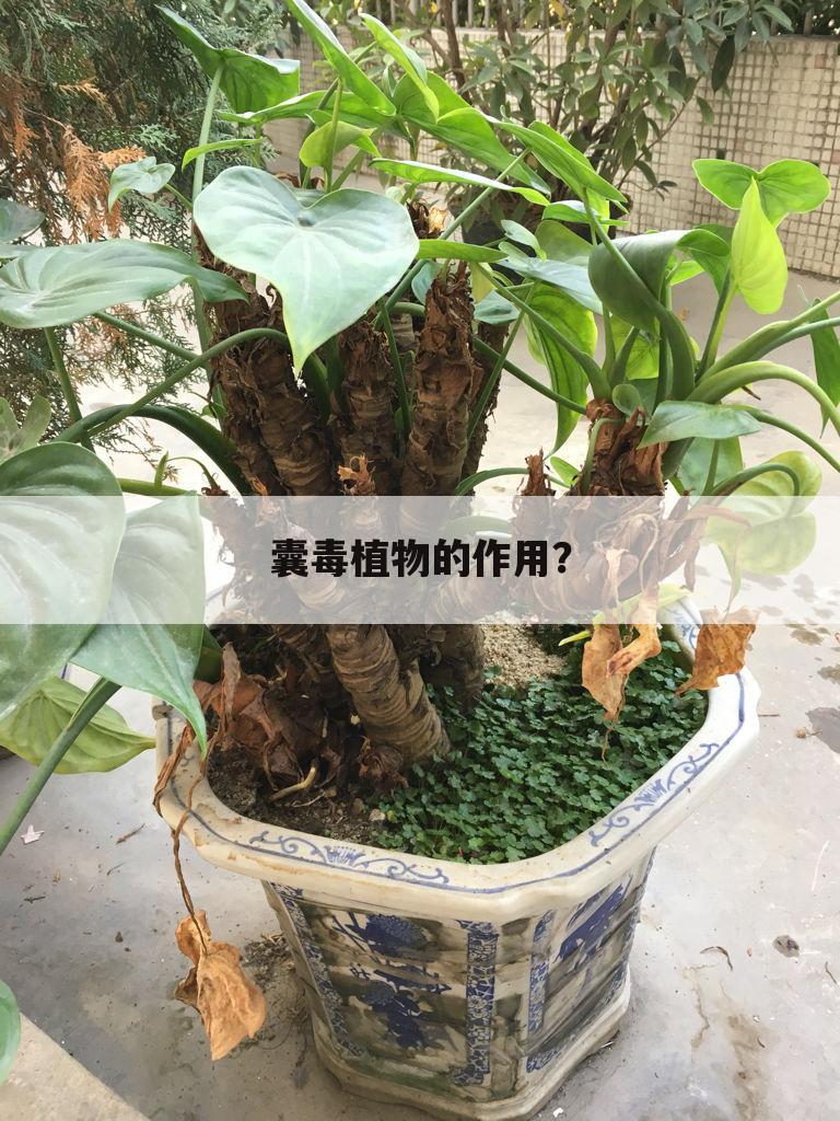 囊毒植物的作用？