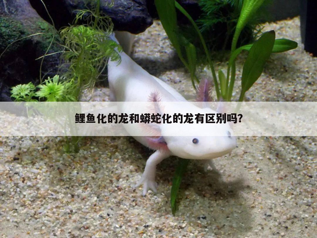 鲤鱼化的龙和蟒蛇化的龙有区别吗？