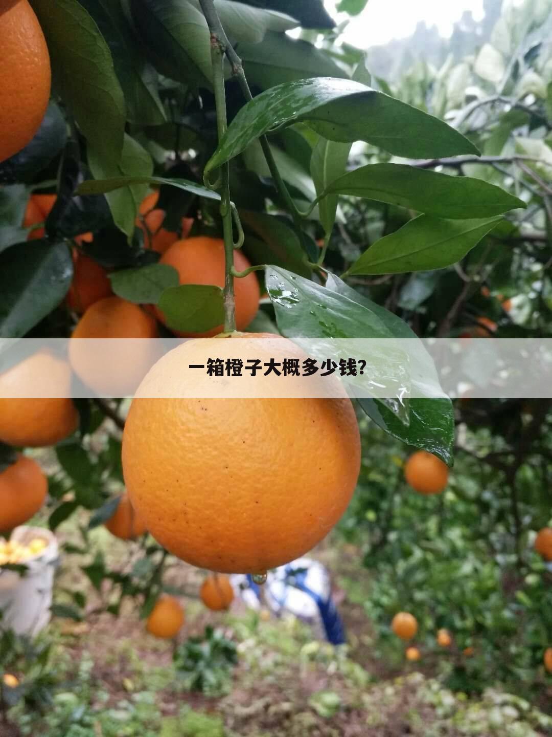 一箱橙子大概多少钱？