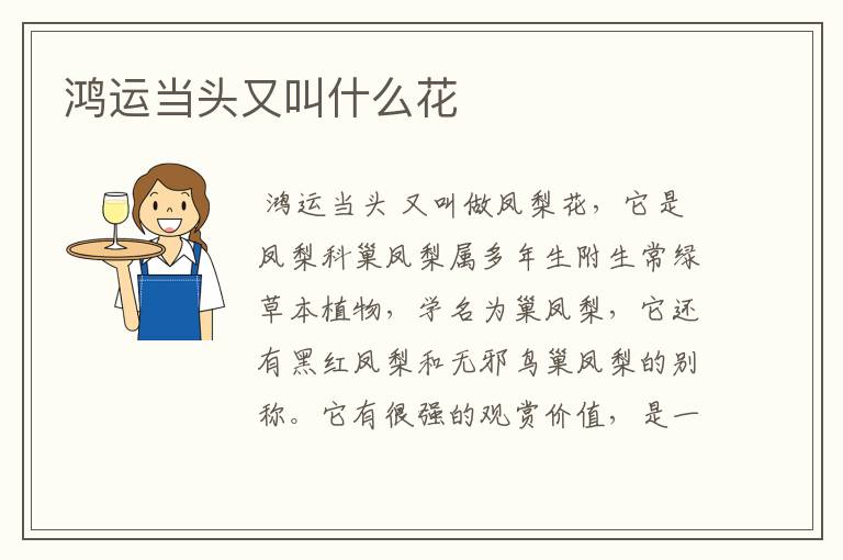 鸿运当头又叫什么花